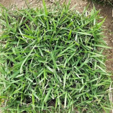 兰引三号，大叶油草，台湾草