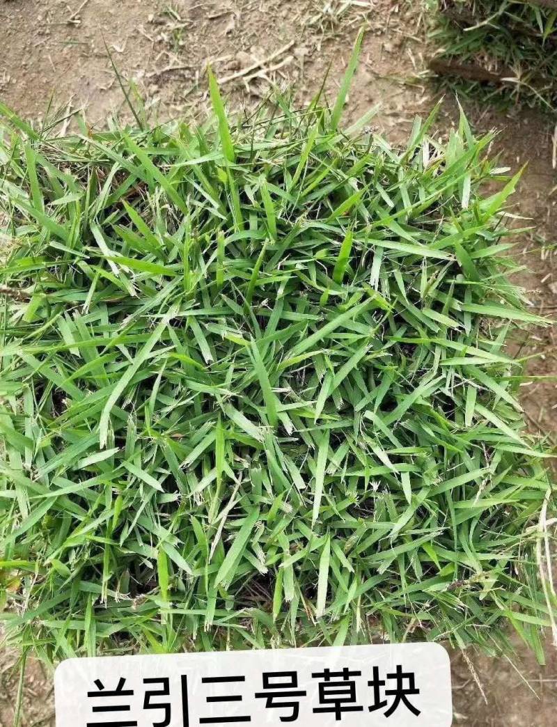 兰引三号，大叶油草，台湾草