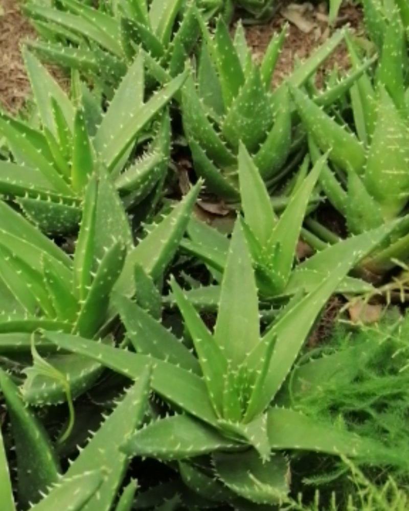 芦荟大量批发芦荟有要老板请及时联系大量现货欢迎订购