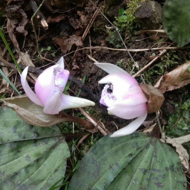 独叶兰，又名独花兰！稀有濒绝花卉。