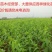 毛桃苗桃树苗毛桃树苗占地拆迁苗毛桃桃树原苗