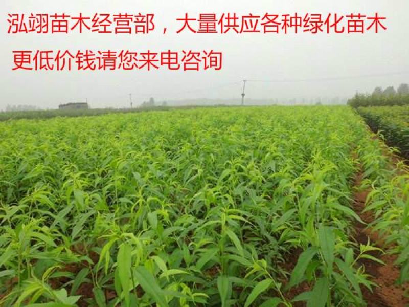 毛桃苗桃树苗毛桃树苗占地拆迁苗毛桃桃树原苗