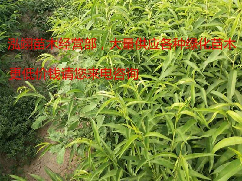 毛桃苗桃树苗毛桃树苗占地拆迁苗毛桃桃树原苗