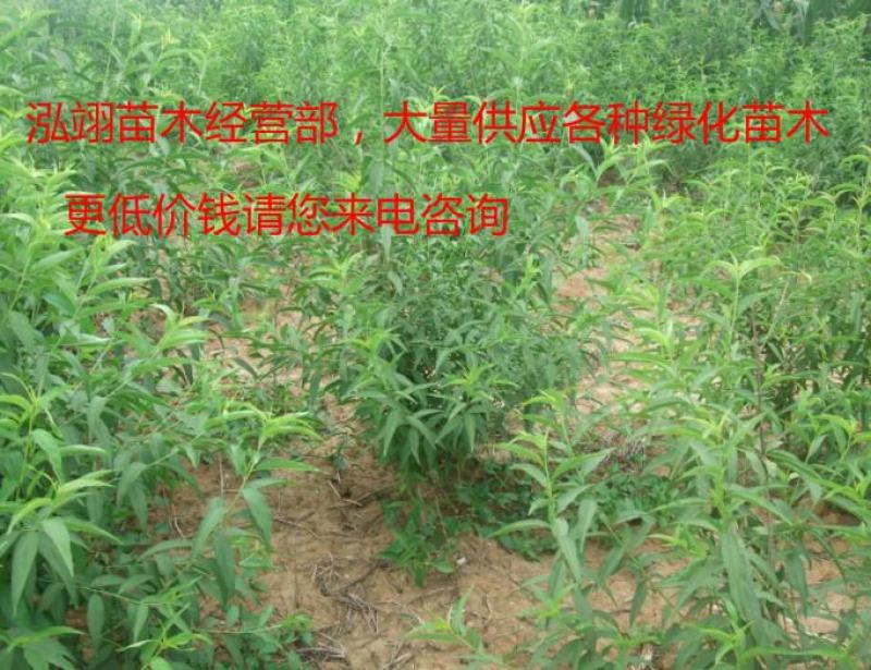 毛桃苗桃树苗毛桃树苗占地拆迁苗毛桃桃树原苗