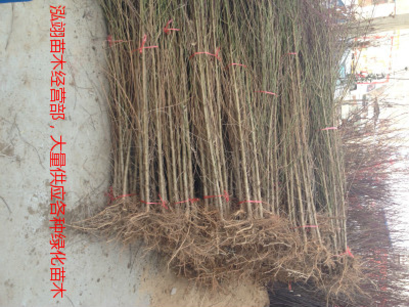 毛桃苗桃树苗毛桃树苗占地拆迁苗毛桃桃树原苗
