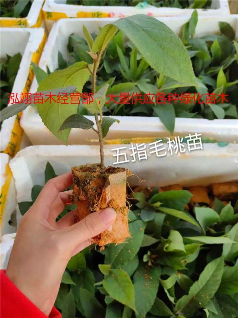 毛桃苗桃树苗毛桃树苗占地拆迁苗毛桃桃树原苗