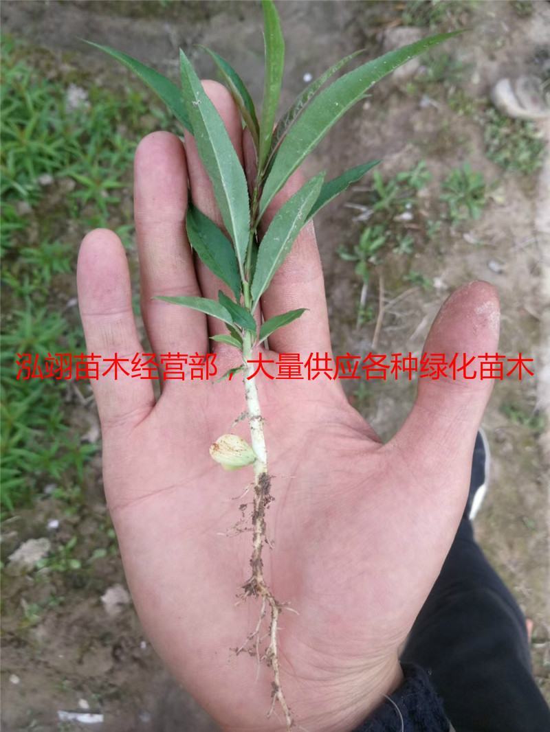 毛桃苗桃树苗毛桃树苗占地拆迁苗毛桃桃树原苗