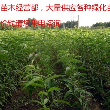 毛桃苗桃树苗毛桃树苗占地拆迁苗毛桃桃树原苗