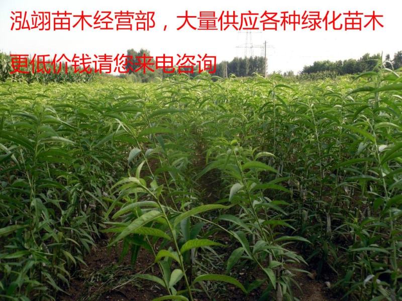 毛桃苗桃树苗毛桃树苗占地拆迁苗毛桃桃树原苗