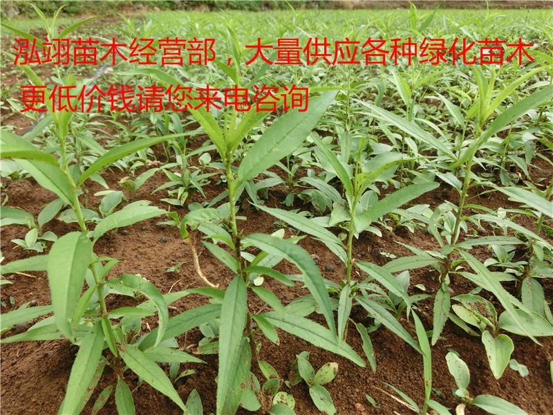 毛桃苗桃树苗毛桃树苗占地拆迁苗毛桃桃树原苗