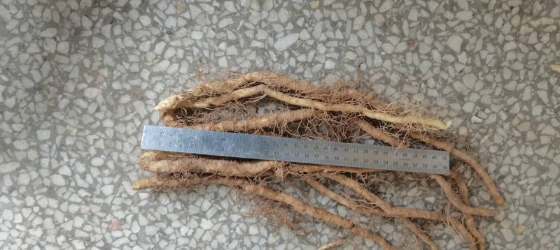 大别山小玉竹种苗细长条尾参块茎种苗大别山大玉竹种苗