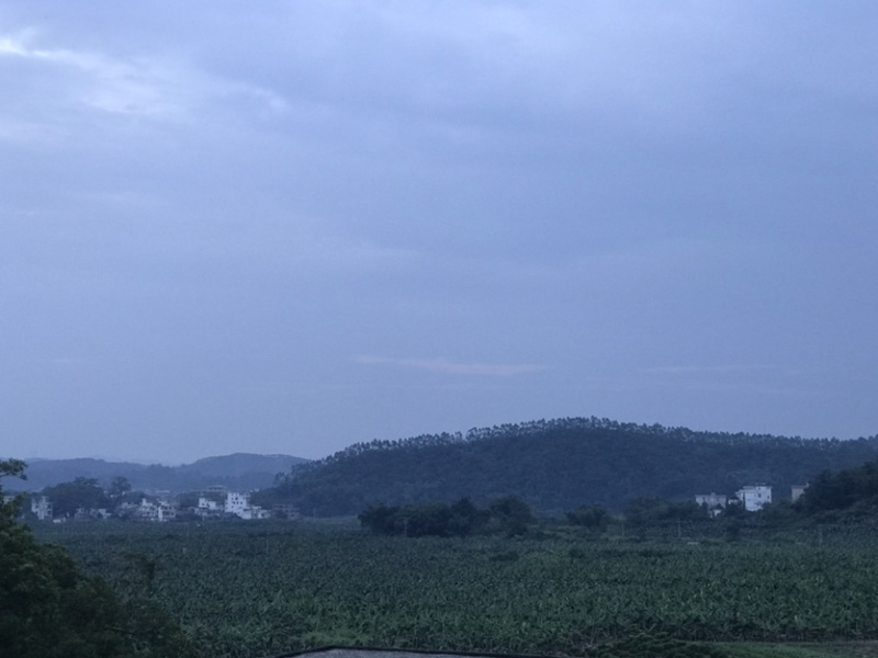 产地直销全镇种香蕉，欢迎大家订购