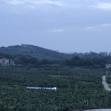 产地直销全镇种香蕉，欢迎大家订购