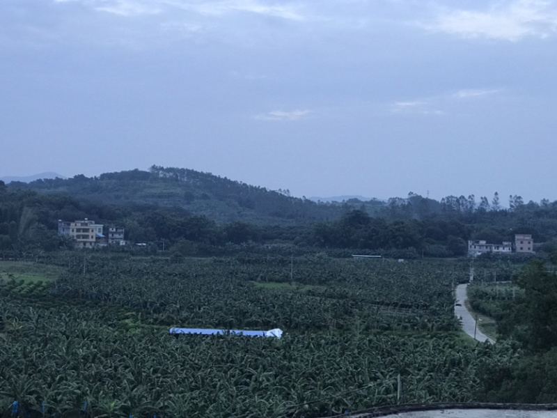 产地直销全镇种香蕉，欢迎大家订购