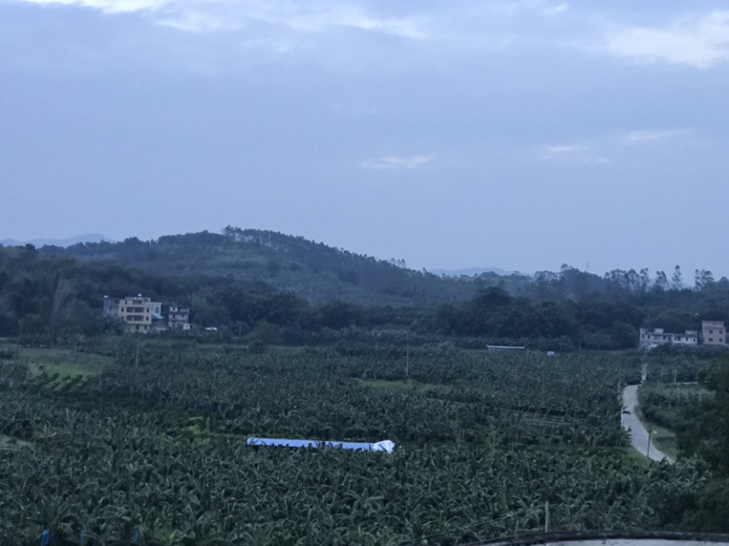 产地直销全镇种香蕉，欢迎大家订购