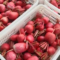 【荐】江苏盐城东台红皮萝卜大量供应，可以提高冷库打冷