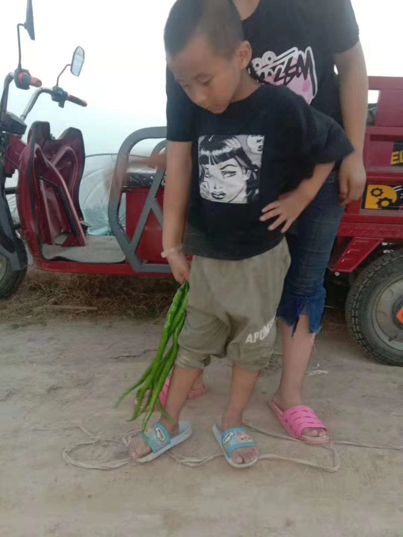 尖椒苗批发各种蔬菜苗盘赶场卖保证质量