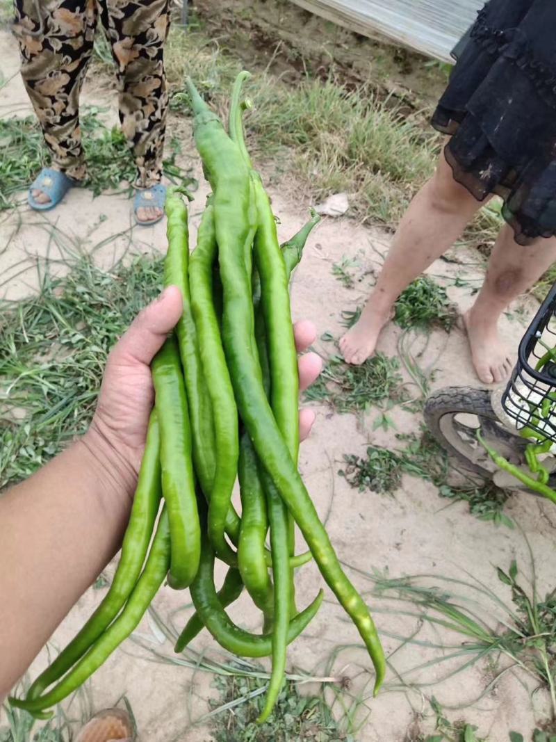 尖椒苗批发各种蔬菜苗盘赶场卖保证质量
