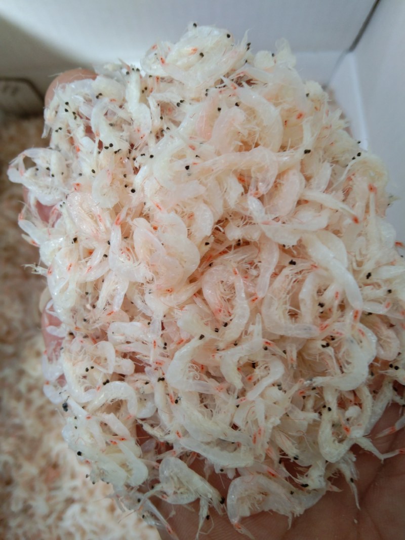 淡干虾皮！微咸流水线价格便宜！