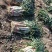 【牛商推荐】新鲜鸡腿大葱大量上市葱白高头大种植基地直发
