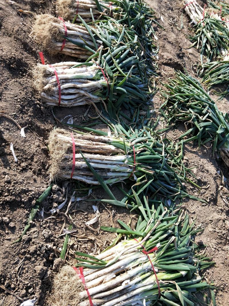 【牛商推荐】新鲜鸡腿大葱大量上市葱白高头大种植基地直发