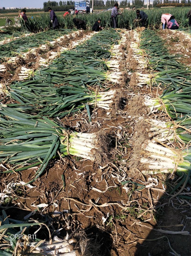 【牛商推荐】新鲜鸡腿大葱大量上市葱白高头大种植基地直发