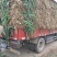 【牛商推荐】新鲜鸡腿大葱大量上市葱白高头大种植基地直发