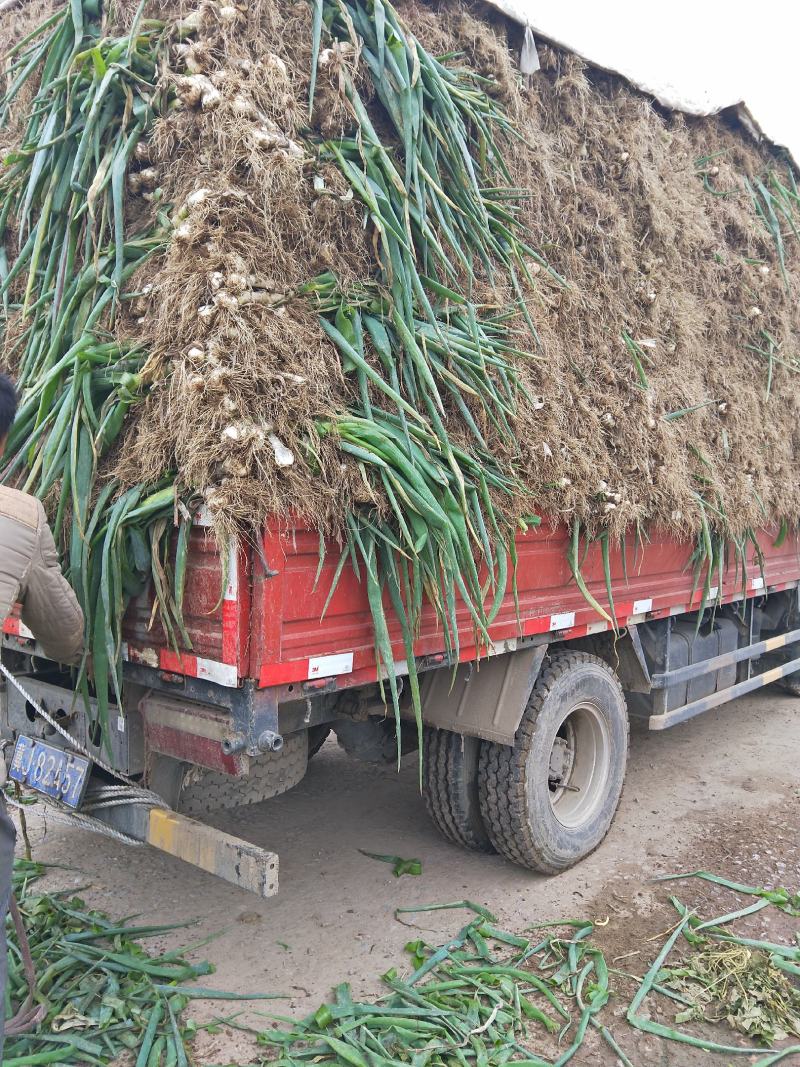【牛商推荐】新鲜鸡腿大葱大量上市葱白高头大种植基地直发