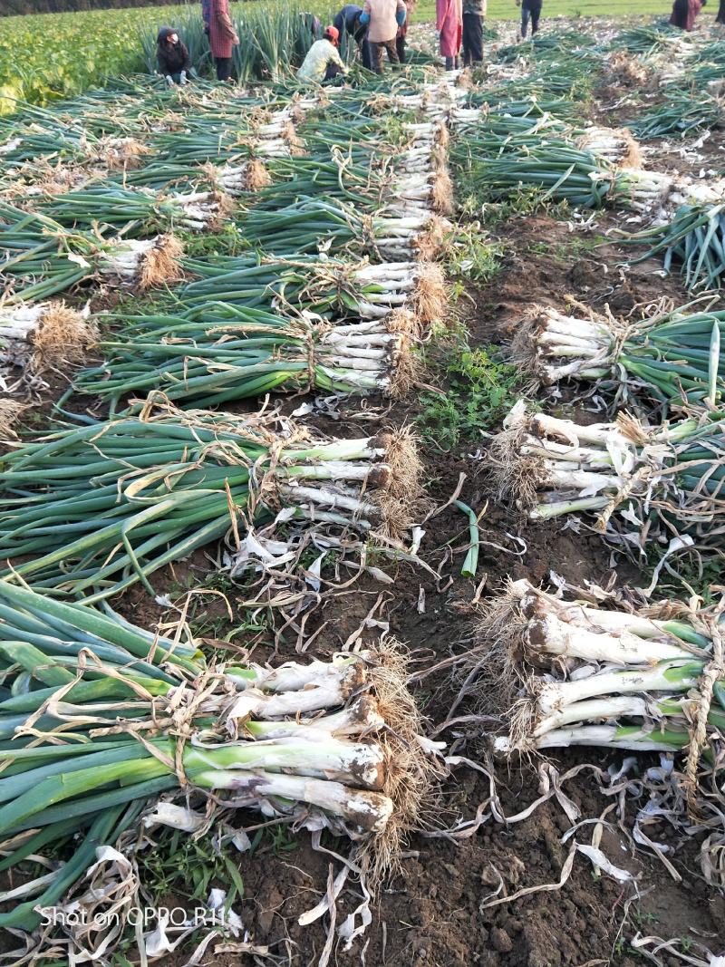 【牛商推荐】新鲜鸡腿大葱大量上市葱白高头大种植基地直发