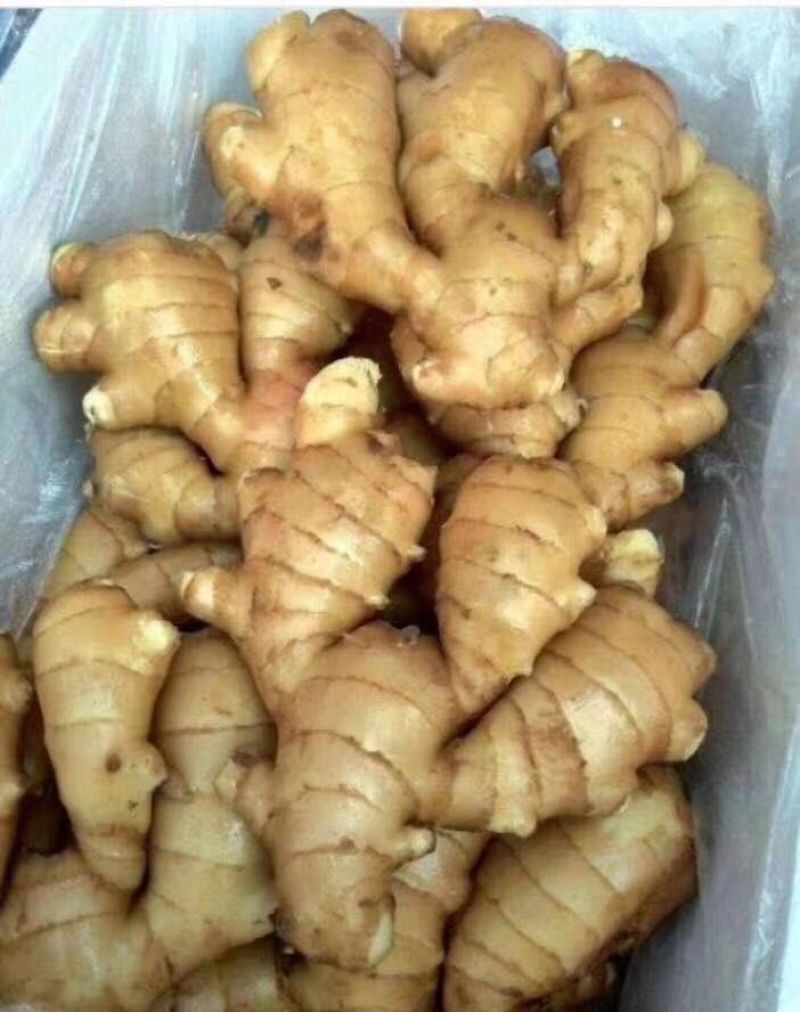 [优质生姜]大黄姜电商货市场货味辣质优价廉