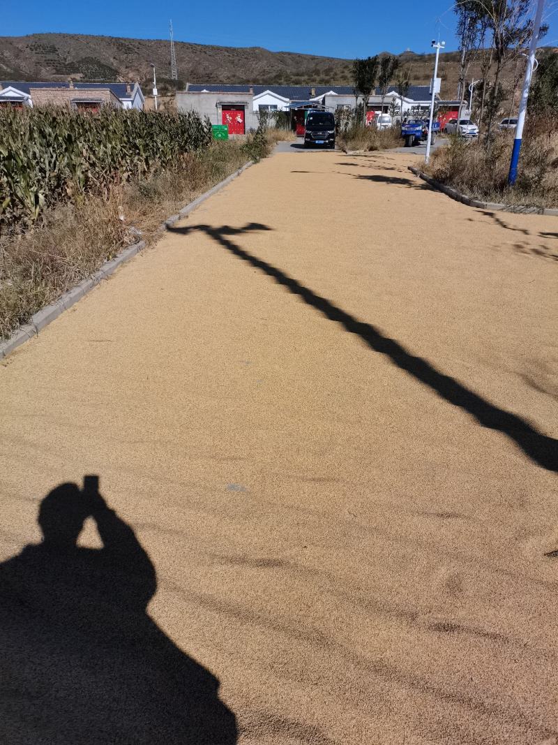 山西黍子大量上市，产地直销，量大丛