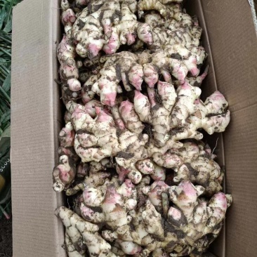 新鲜的姜，要的联系。