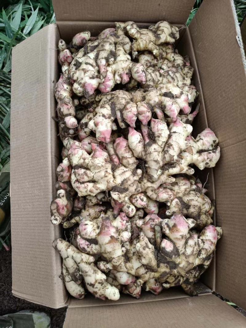 新鲜的姜，要的联系。