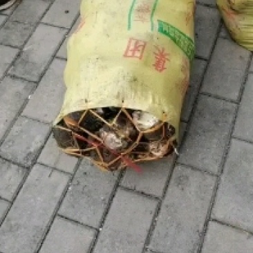 芋头福建省长汀县槟榔芋