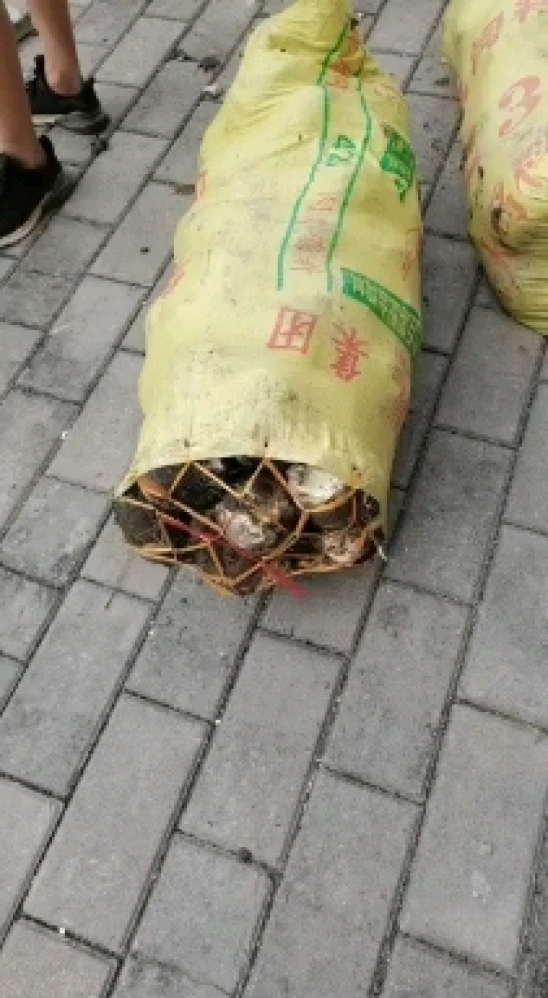 芋头福建省长汀县槟榔芋