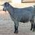 鲁西南青山羊，一年两窝，一窝3~5只，适合全国各地养殖