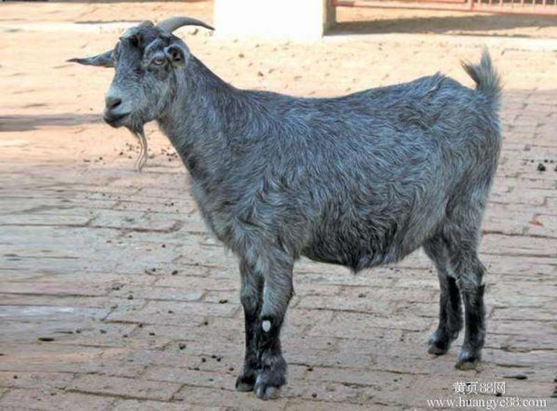 鲁西南青山羊，一年两窝，一窝3~5只，适合全国各地养殖
