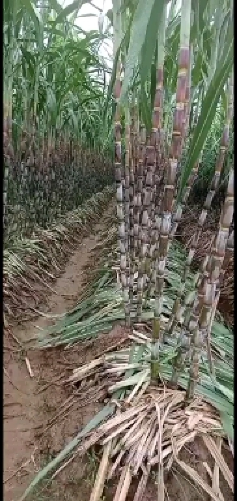 湖南汉寿正宗白玉青皮甘蔗