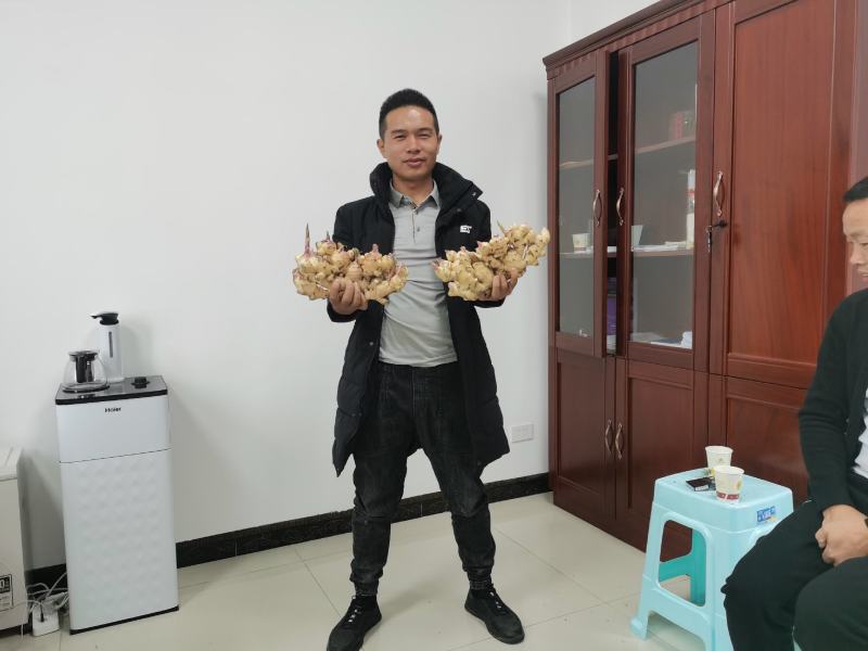 大黄出售，小黄姜出售，二黄姜出售