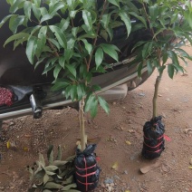 荔枝树苗A4无核荔枝苗嫁接苗新品种场地直销批发价出售包邮