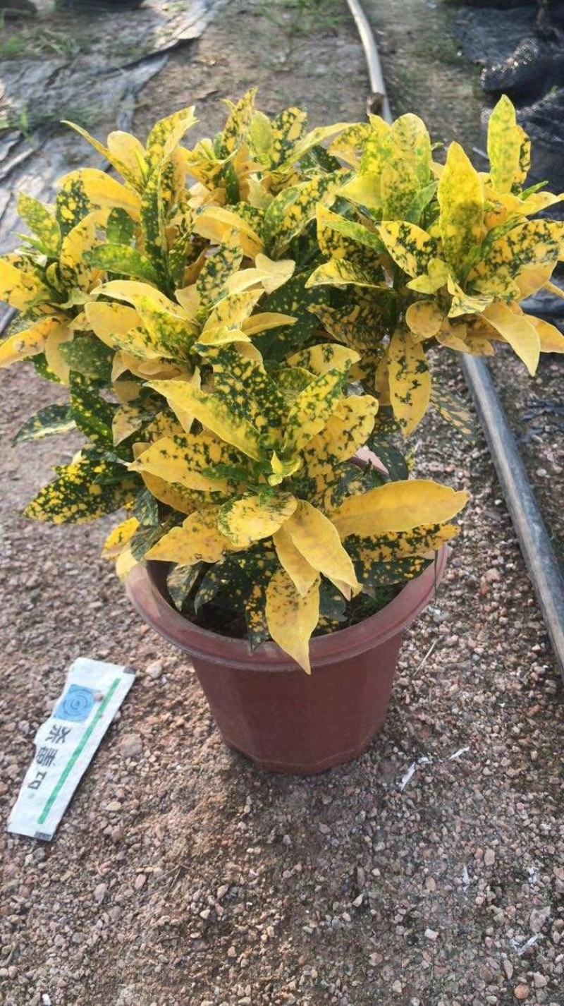 洒金榕变色木盆栽七彩变叶木阳台绿植花卉净化空气盆栽室内外