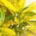 洒金榕变色木盆栽七彩变叶木阳台绿植花卉净化空气盆栽室内外