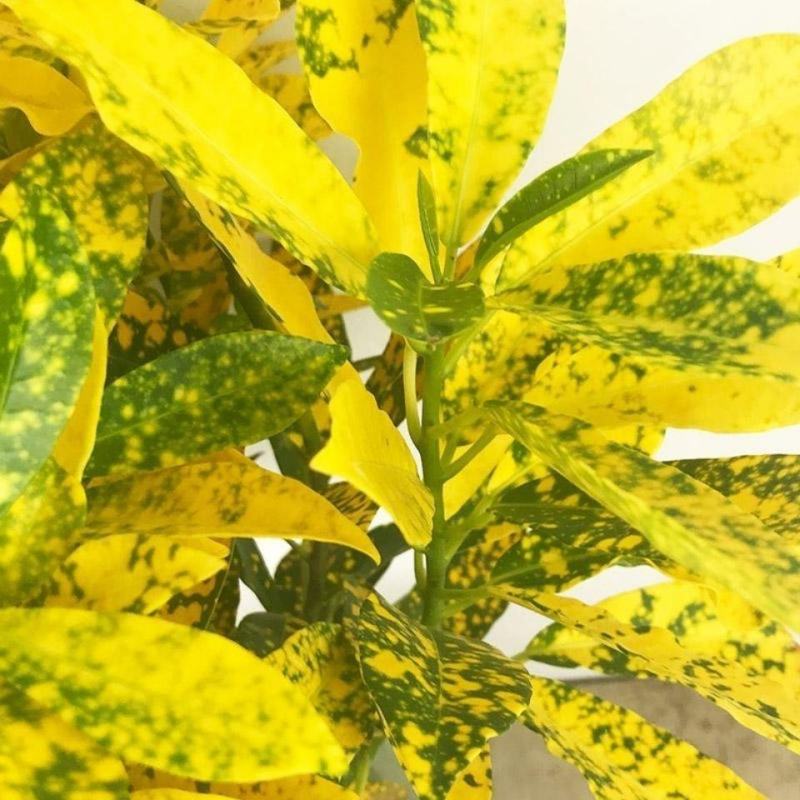 洒金榕变色木盆栽七彩变叶木阳台绿植花卉净化空气盆栽室内外