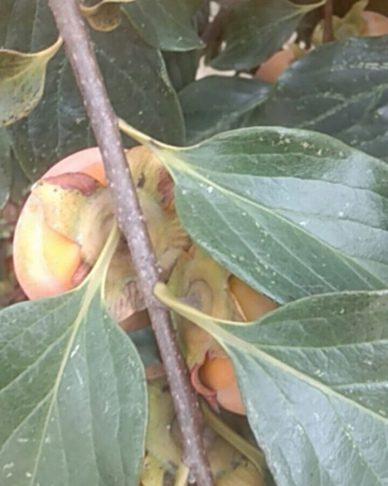 风翔柿子，尖顶柿，火罐柿，水晶柿