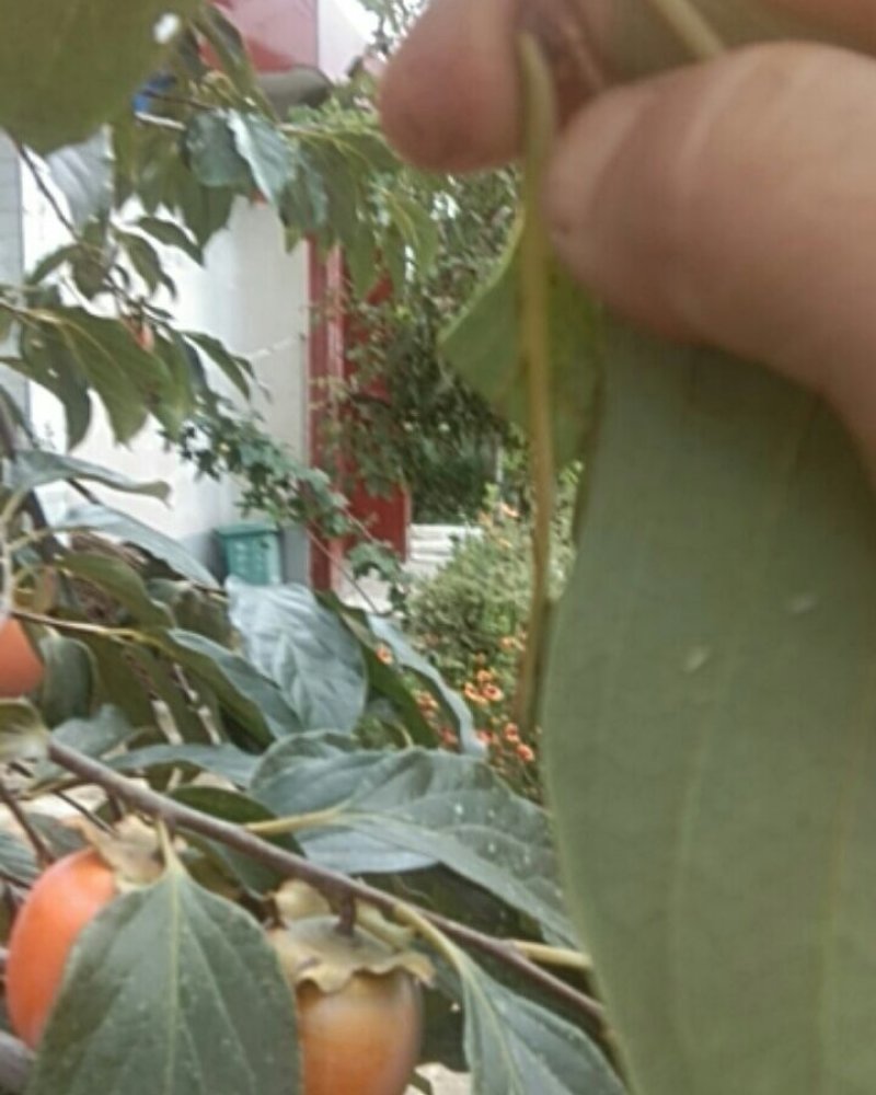 风翔柿子，尖顶柿，火罐柿，水晶柿