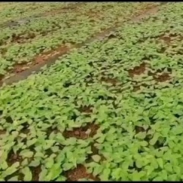 出售红花大百部种子苗，大量收购百部鲜货