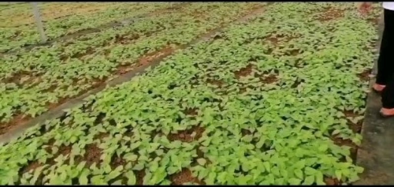 出售红花大百部种子苗，大量收购百部鲜货