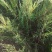 沙地柏，还有杯苗，产地直销，保证品质，全国邮寄。