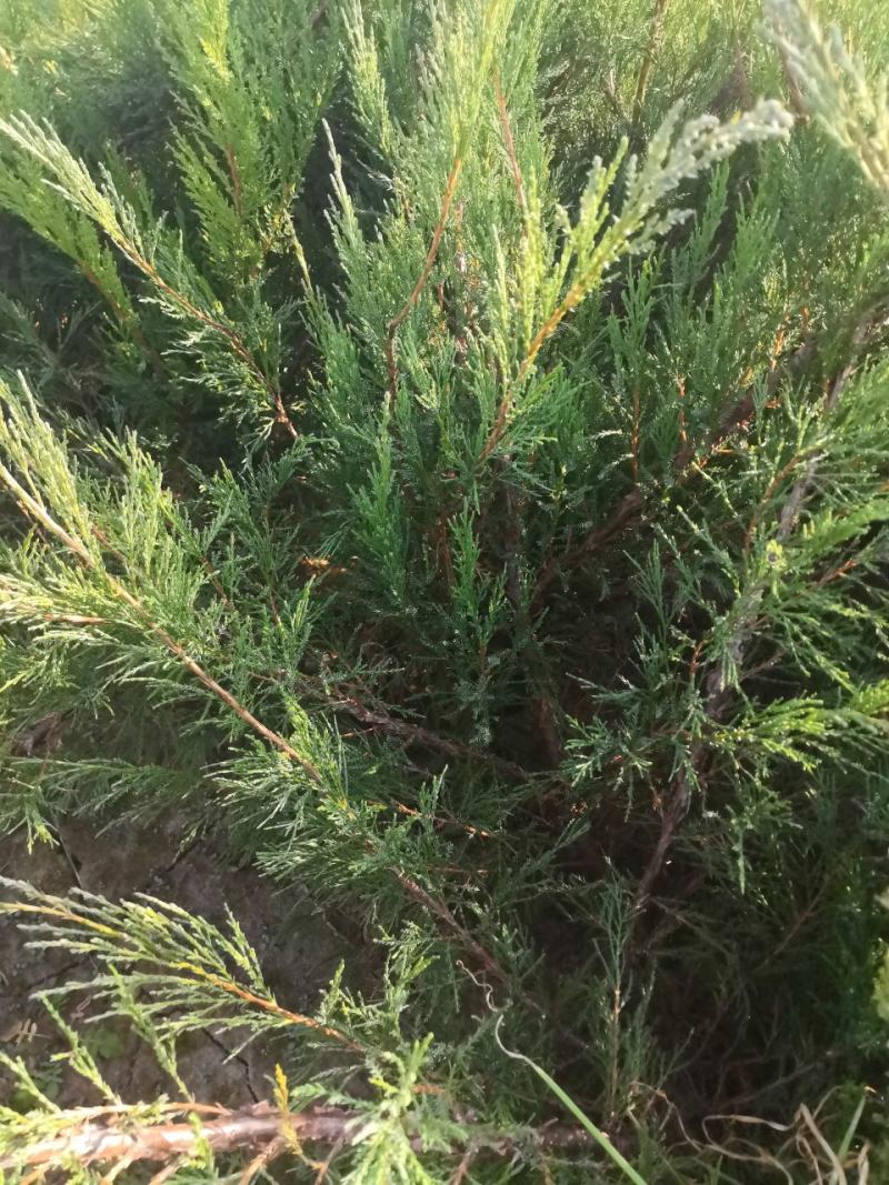 沙地柏，还有杯苗，产地直销，保证品质，全国邮寄。