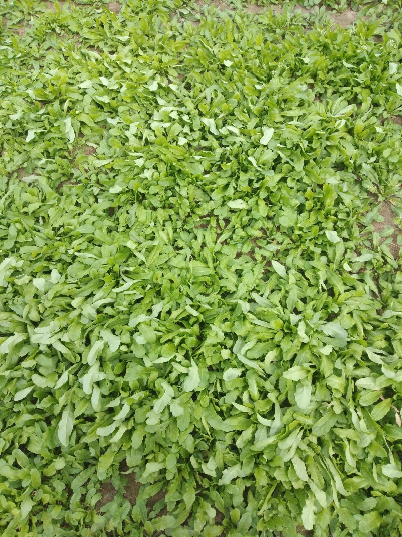 新鲜荠荠菜，价格面议。